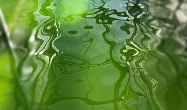 particula group - chlorella in the pool.jfif