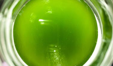 algae5.jpg